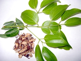 Trị đau lưng bằng y học cổ truyền
