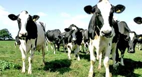 Kịch của Shakespeare giúp tăng sản lượng sữa