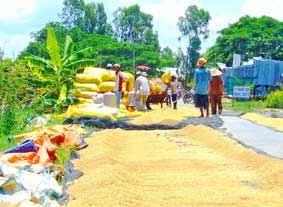 Nỗi lo giá gạo xuất khẩu giảm