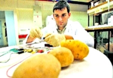 Sản xuất điện từ... khoai tây luộc