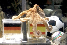 Giải mã trí thông minh 
của bạch tuộc