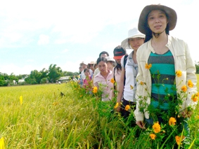 Trồng hoa trên ruộng lúa để giảm thiểu dịch hại