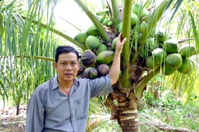 Trồng dừa xiêm lục thu nhập cao