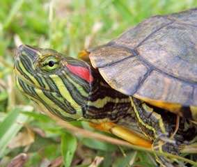 Rùa tai đỏ - "sát thủ thầm lặng" của môi trường