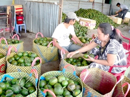 VĨNH LONG: Cam sành vụ nghịch giá cao