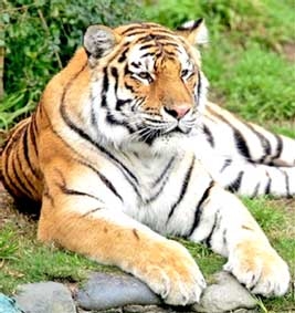 "Chúa sơn lâm" trước nguy cơ tuyệt chủng