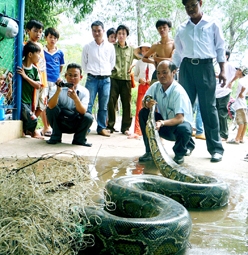 BẠC LIÊU: Bắt được con trăn nặng gần 100kg
