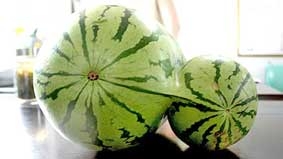 Dưa hấu sinh đôi