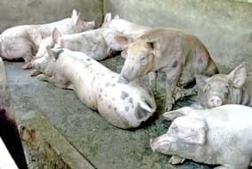 Triển khai dập dịch heo tai xanh