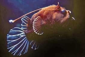 Phát hiện nhiều sinh vật tiền sử ở Úc