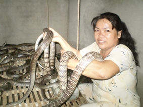 AN GIANG: Nuôi rắn hổ hèo lợi nhuận cao