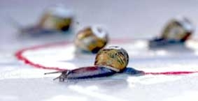 Ốc sên chạy đua