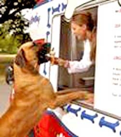 Xe bán kem cho chó