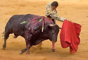 Cấm đấu bò ở xứ bò tót