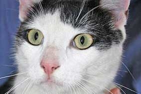 Chú mèo đi lạc hơn 1.000 km