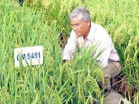 Tìm giống lúa mới thích nghi với biến đổi khí hậu