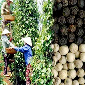 Nguồn cung giảm, giá tiêu xuất khẩu tăng