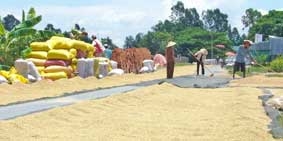 Nâng cao giá trị hạt gạo