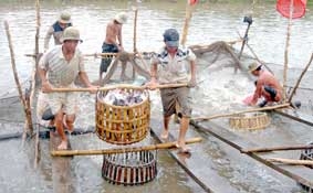 Mối liên kết trong sản xuất, tiêu thụ cá tra còn lỏng lẻo