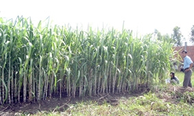 Nhiều tín hiệu lạc quan