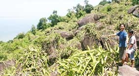 Thanh long bén rễ vùng đất khó