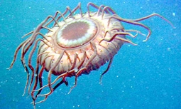 Các nhà khoa học “điều tra dân số” đại dương như thế nào?