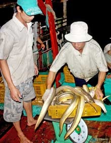 Câu cá lạt - nghề mới của cư dân Hòn Chuối