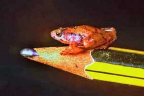 Ếch nhỏ bằng hạt đậu