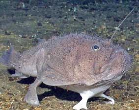 Cá “đi bằng 4 chân”