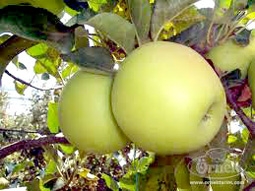 Giải mã thành công bộ gien táo