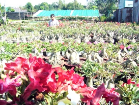 Để làng nghề "bén duyên" với du lịch