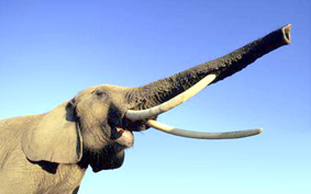 Vì sao voi sợ... kiến?