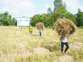 Làm gì để nâng cao giá trị hạt gạo Đồng bằng sông Cửu Long ?