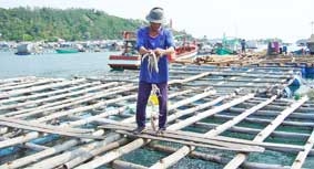 Nhiều tiềm năng phát triển nghề nuôi thủy sản lồng bè