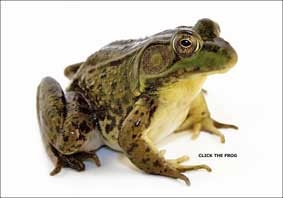 Kháng sinh từ da cóc