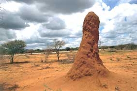 Theo dõi biến đổi khí hậu 
nhờ các ụ mối