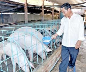 Phải quyết liệt phòng chống dịch bệnh heo tai xanh