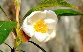 Hoa hiếm đã trổ bông sau hơn 200 năm vắng bóng