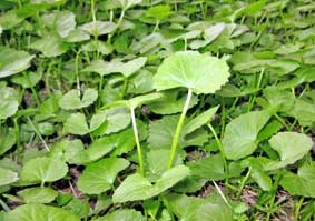 Điều trị sốt xuất huyết theo y học cổ truyền