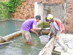 Giá và sức mua nhiều loại cá giống tăng