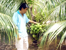 Hiệu quả từ cây dừa xiêm xanh