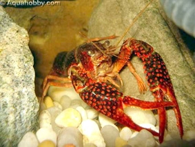 Tôm hùm đỏ - “kẻ xâm hại” bị săn đuổi