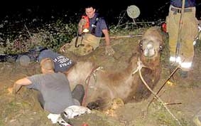 Cứu hộ lạc đà