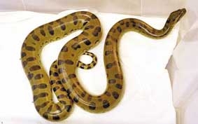 Trăn trong bồn cầu!