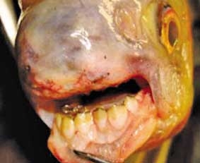 Cá có răng giống người