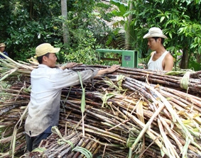 Giá mía hấp dẫn, 
nông dân vẫn chưa vội bán