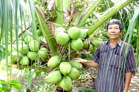 Mô hình trồng xen cây ăn trái hiệu quả