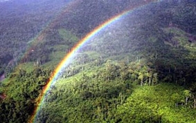 20% số loài thực vật có nguy cơ tuyệt chủng