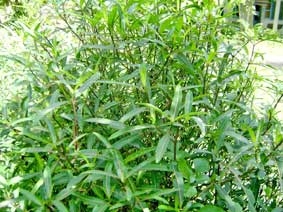 Xử trí rắn cắn theo y học cổ truyền