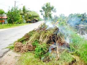Kiên Giang: Tiêu hủy 492kg cây cần sa
